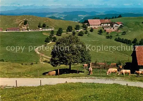 AK / Ansichtskarte Eptingen Berghaus Ober Boelchen Geschwister Haering Kuehe Kat. Eptingen