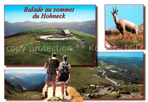 AK / Ansichtskarte Hohneck Sommet Chamois Kat. Gerardmer