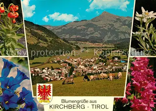 AK / Ansichtskarte Kirchberg Tirol Gesamtansicht mit Alpenpanorama Viehweide Schafe Alpenflora Enzian Edelweiss  Kat. Kirchberg in Tirol