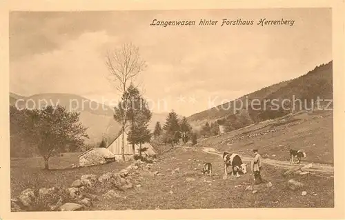 AK / Ansichtskarte Langenwasen hinter Forsthaus Herrenberg Kat. Vallee de Munster