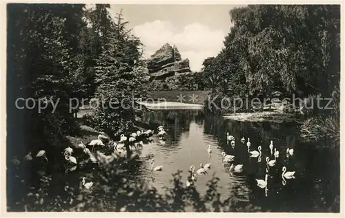Stellingen Hamburg Carl Hagenbecks Tierpark Flamingos Japanischer Teich Affenfelsen