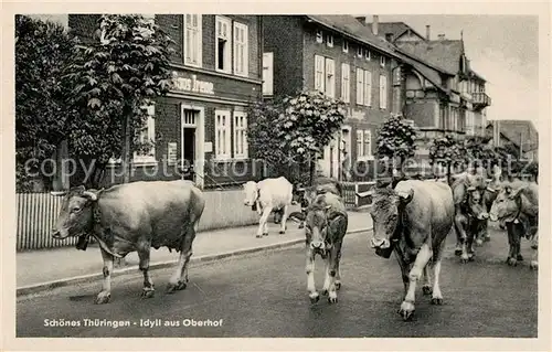 AK / Ansichtskarte Oberhof Thueringen Idyll im Ort Viehtrieb Kuehe Kat. Oberhof Thueringen