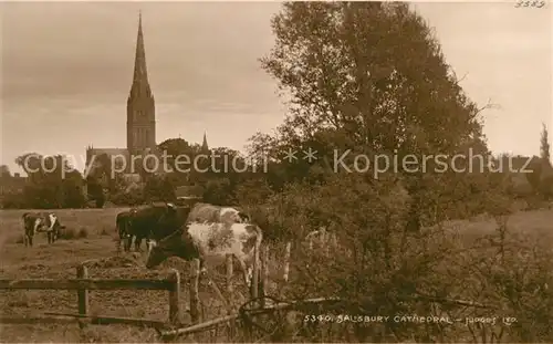 AK / Ansichtskarte Salisbury Cathedral Cows Kat. Salisbury