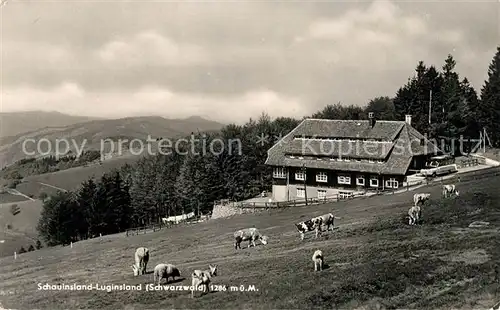 AK / Ansichtskarte Schauinsland Luginsland Panorama Kat. Oberried