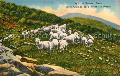 AK / Ansichtskarte Schafe Sheep Frazing on a Mountain Pasture Kat. Tiere