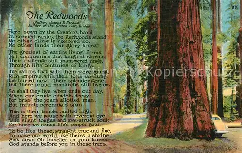 AK / Ansichtskarte Baeume Trees The Redwoods Gedicht  Kat. Pflanzen