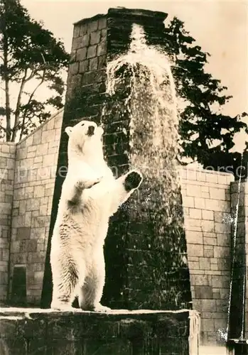 AK / Ansichtskarte Eisbaer Zoo Rostock  Kat. Tiere