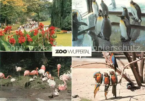 AK / Ansichtskarte Zoo Wuppertal Koenigspinguine Flamingos Aras  Kat. Tiere
