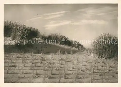 AK / Ansichtskarte Insel Sylt Duenenlandschaft Kat. Westerland