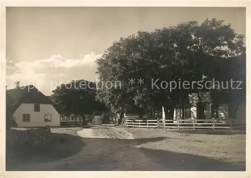 AK / Ansichtskarte Keitum Sylt Dorfstrasse Alte Baeume Kat. Sylt Ost