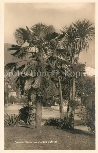 AK / Ansichtskarte Locarno Lago Maggiore Palme nei giardini pubblici