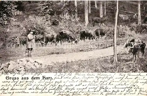 AK / Ansichtskarte Hirte Kuehe Harz Kat. Landwirtschaft