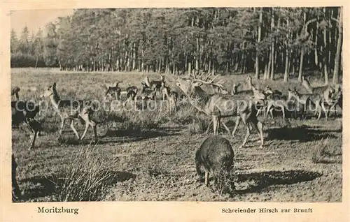 AK / Ansichtskarte Hirsch Moritzburg Schreiender Hirsch zur Brunft  Kat. Tiere