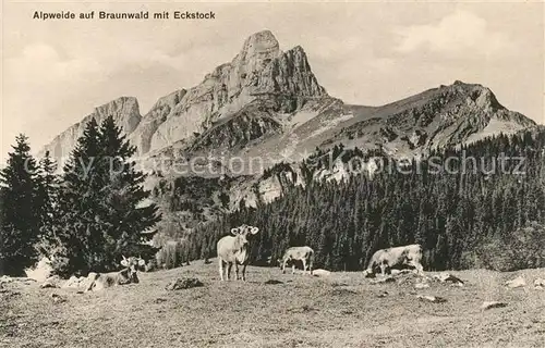AK / Ansichtskarte Braunwald GL Alpweide mit Eckstock Almvieh Kuehe Alpen Kat. Braunwald
