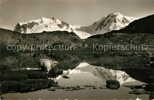AK / Ansichtskarte Zermatt VS Riffelsee Schafe Monte Rosa und Lyskamm Bergsee Wasserspiegelung Gebirgspanorama Walliser Alpen Kat. Zermatt