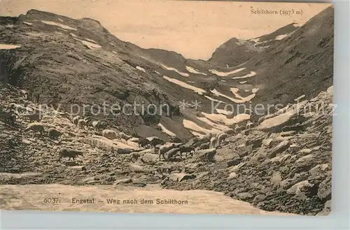 AK / Ansichtskarte Muerren BE Landschaftspanorama Engetal Weg nach dem Schilthorn Berner Alpen Schafe Kat. Muerren