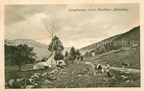 AK / Ansichtskarte Langenwasen Landschaftspanorama Bauernhaus Kuehe Vogesen Kat. Vallee de Munster