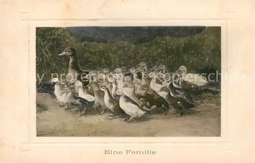 AK / Ansichtskarte Enten Gaense Familie Kat. Tiere