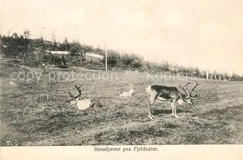 AK / Ansichtskarte Rentier Rensdyrene paa Fjeldsaeter Kat. Tiere