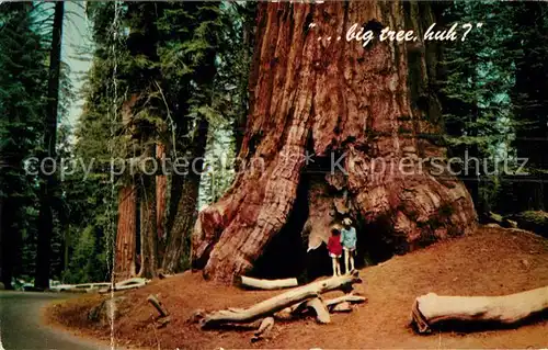 AK / Ansichtskarte Baeume Trees Kings Canyon National Park General Robert E. Lee Tree Kat. Pflanzen