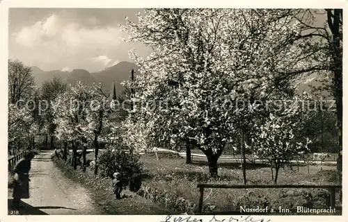 AK / Ansichtskarte Nussdorf Inn Bluetenpracht Kat. Nussdorf a.Inn