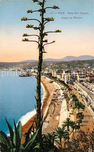 AK / Ansichtskarte Nice Alpes Maritimes Baie des Anges Aloes en fleurs Cote d Azur Kat. Nice
