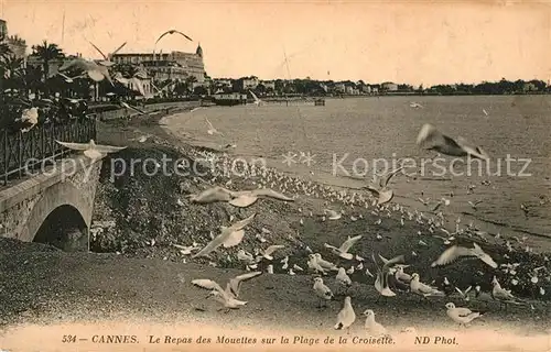 Cannes Alpes Maritimes Le Repas des Mouettes sur la Plage de la Croisette Cote d Azur Kat. Cannes