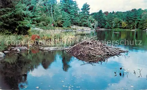 AK / Ansichtskarte Rosseau Star Lake Nature