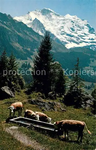 AK / Ansichtskarte Interlaken BE Gebirgspanorama Almwiesen Kuehe Jungfrau Berner Alpen Kat. Interlaken