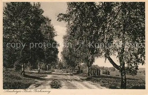 AK / Ansichtskarte Lueneburger Heide Birkenweg Kat. Walsrode