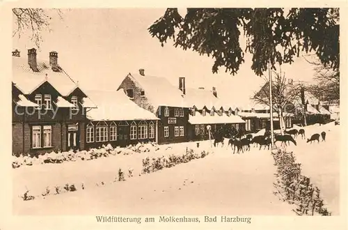 AK / Ansichtskarte Bad Harzburg Wildfuetterung am Molkenhaus Kat. Bad Harzburg