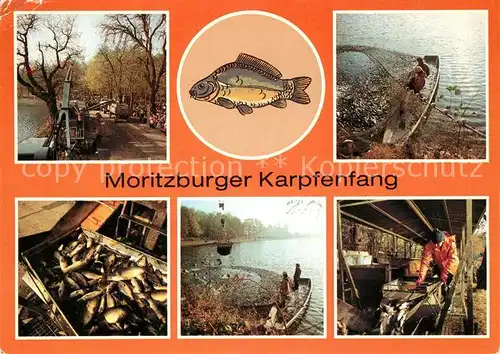 AK / Ansichtskarte Moritzburg Sachsen Karpfenfang Kat. Moritzburg Dresden