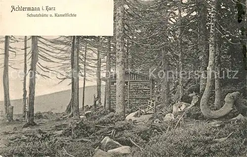 AK / Ansichtskarte Braunlage Achtermann Schutzhuette und Kamelfichte Kat. Braunlage Harz