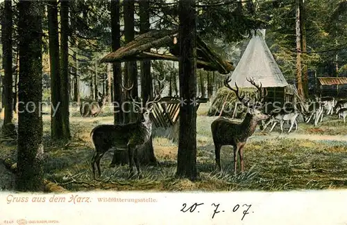 AK / Ansichtskarte Harz Region Wildfuetterungsstelle