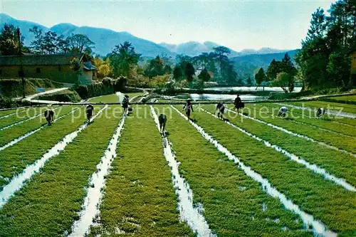 AK / Ansichtskarte Shaoshan Reisfelder auf denen Vorsitzender Mao einst gearbeitet hat Bildserie Schaoschan