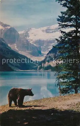 AK / Ansichtskarte Banff Canada National Park Black Bear  Kat. Banff