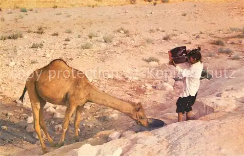 AK / Ansichtskarte Kamele Water in the Desert Kat. Tiere