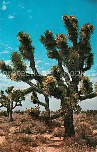 AK / Ansichtskarte Baeume Trees Joshua Tree  Kat. Pflanzen