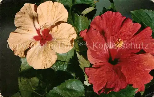 AK / Ansichtskarte Blumen Hibiscus  Kat. Pflanzen