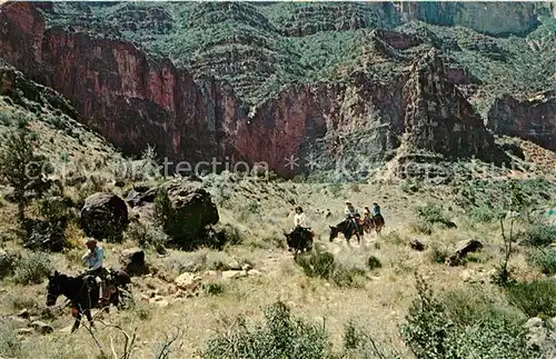 AK / Ansichtskarte Esel Tiere Grand Canyon National Park Arizona Mule Train Bright Angel Trail Kat. Tiere