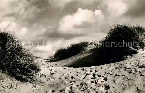 AK / Ansichtskarte Insel Sylt Verwehte Duenen Natur Kat. Westerland