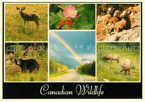 AK / Ansichtskarte Baeren Hirsch Steinbock Blume Regenbogen Canada  Kat. Tiere