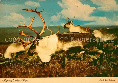 AK / Ansichtskarte Hirsch Migrating Caribou Alaska Kat. Tiere