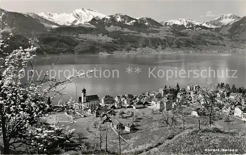 AK / Ansichtskarte Gersau Vierwaldstaettersee Panorama mit Schwalmis und Buochserhorn Alpen Baumbluete Kat. Gersau