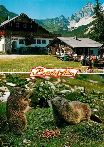 AK / Ansichtskarte Ramsau Berchtesgaden Bachl Alm Brotzeit der Murmeltiere Kat. Ramsau b.Berchtesgaden