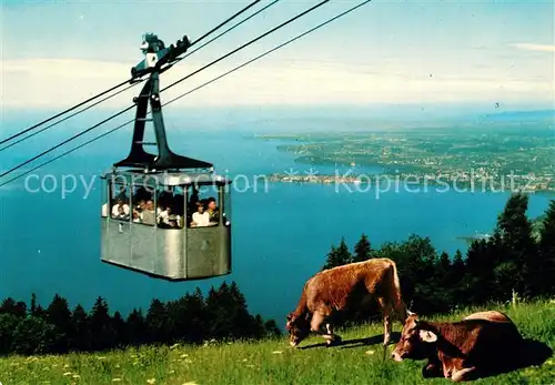 AK / Ansichtskarte Seilbahn Pfaender Bregenz Bodensee Lindau Kuehe  Kat. Bahnen