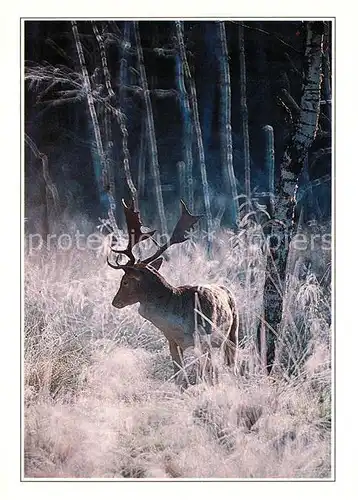 AK / Ansichtskarte Hirsch Damhirsch Fallow Deer Kat. Tiere