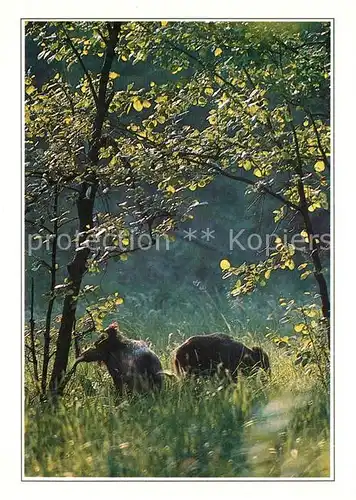 AK / Ansichtskarte Schweine Wildschweine Wild Boars Kat. Tiere