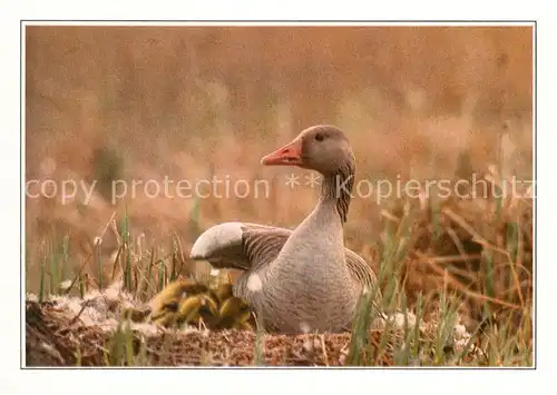 AK / Ansichtskarte Voegel Graugans Greylag Goose Ges Gegawa Kat. Tiere