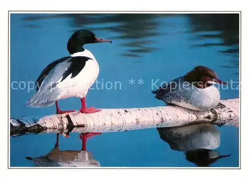 AK / Ansichtskarte Voegel Gaensesaeger Goosanders Nurogesi Kat. Tiere